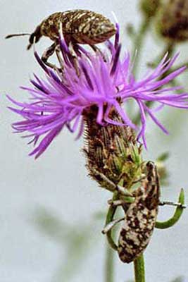 spotted knapweed